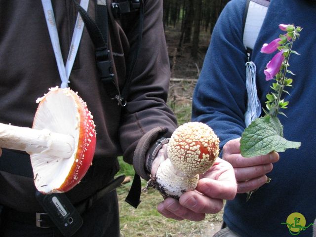 randonnée sportive avec joëlettes, Ovifat, 2012